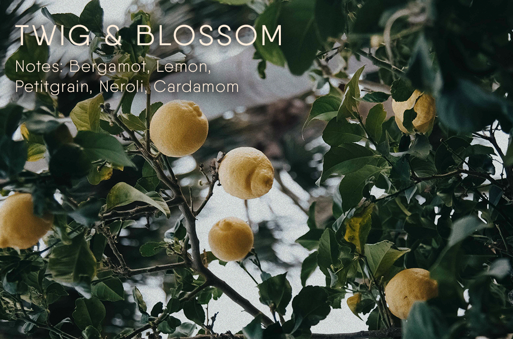 Twig & Blossom scent description